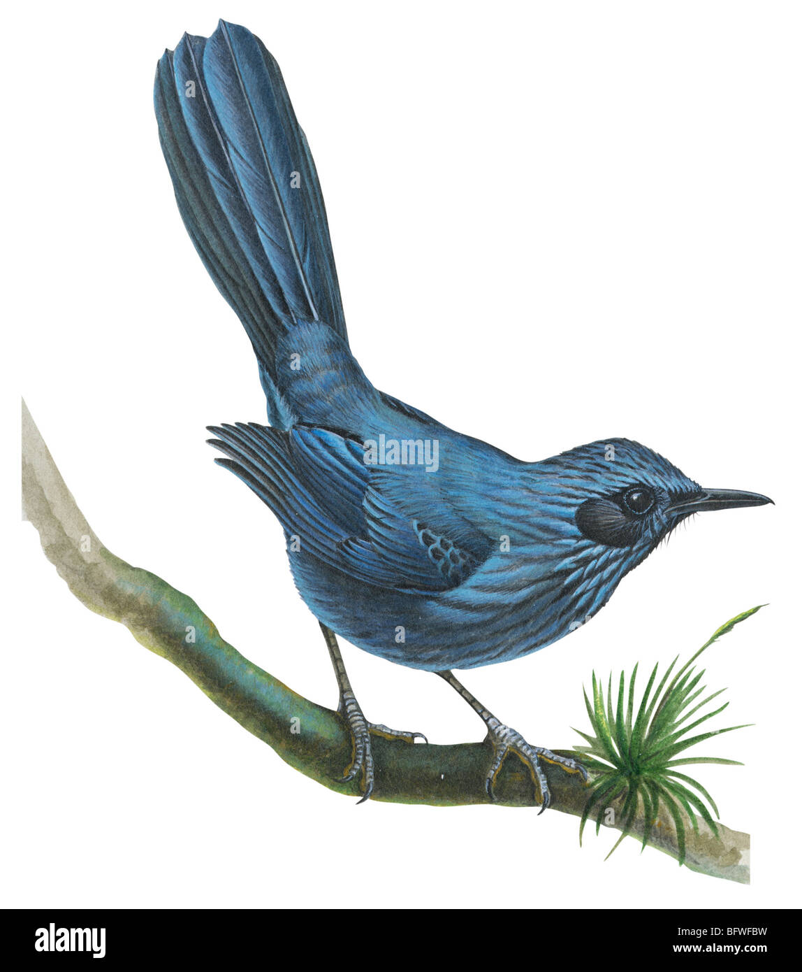Blue mockingbird Stock Photo