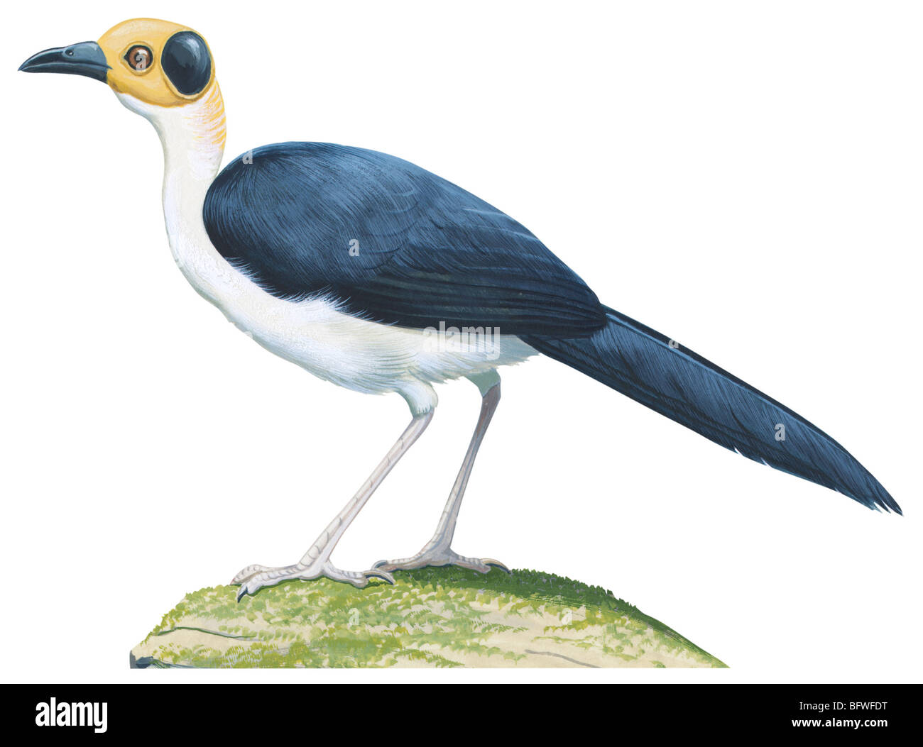 White necked crow hires stock photography and images Alamy