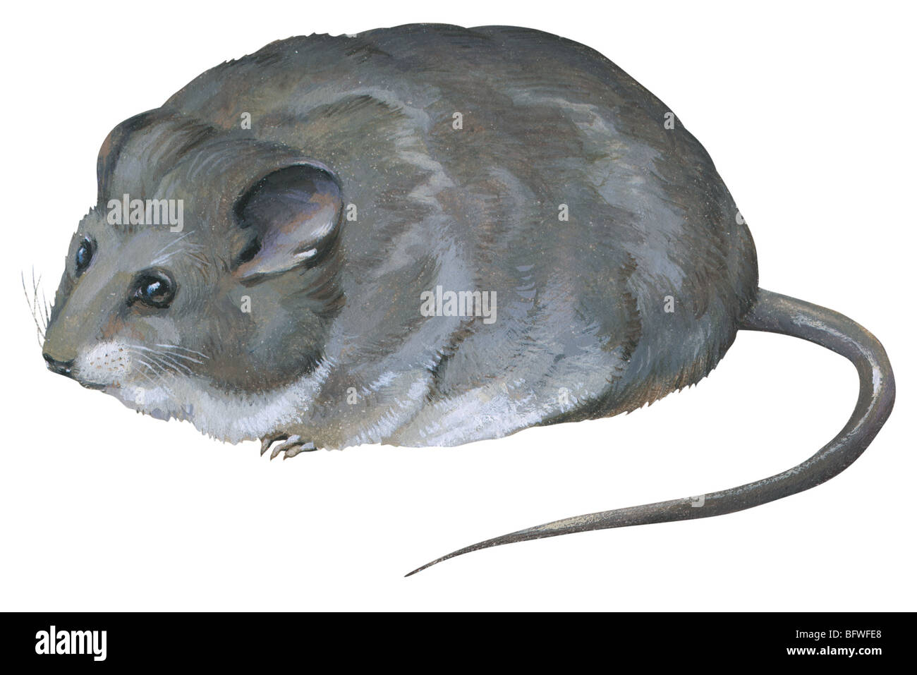 Selevin's mouse Stock Photo