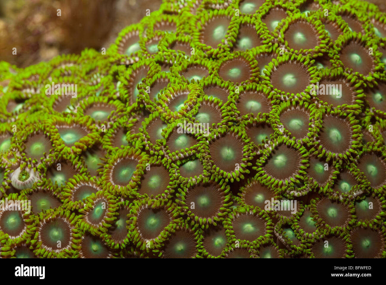 Button Polyp Corals Protopalythoa sp., Indo-pacific Ocean Stock Photo