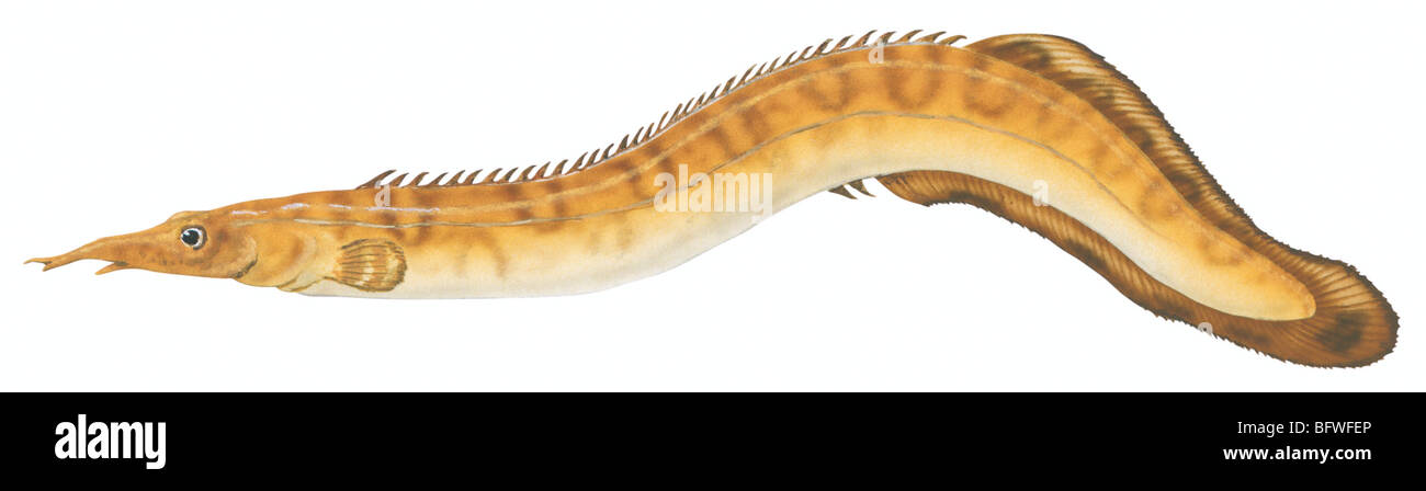 Spiny eel Stock Photo