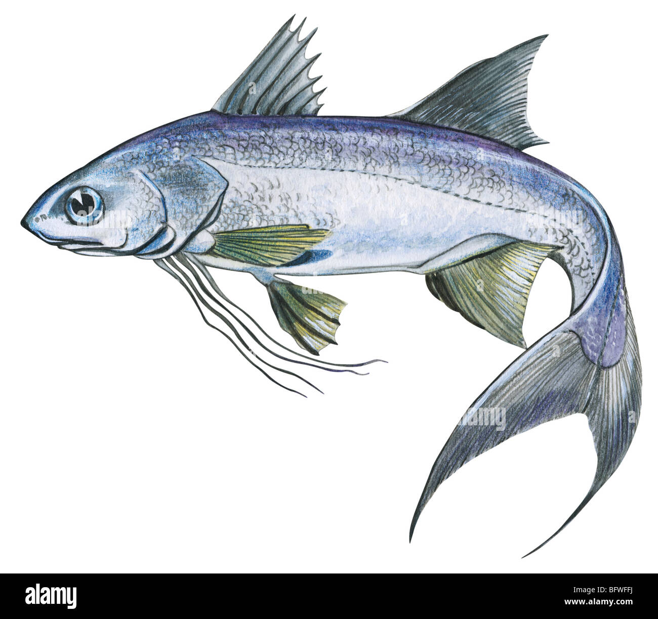 Threadfin Stock Photo Alamy