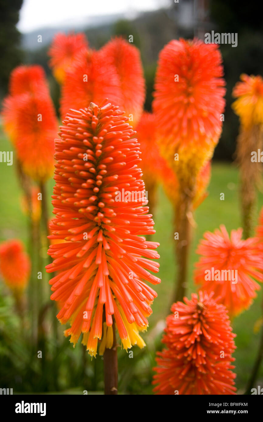 Red Hot Pokers flowers Kniphofia praecox / uvaria Stock Photo Alamy