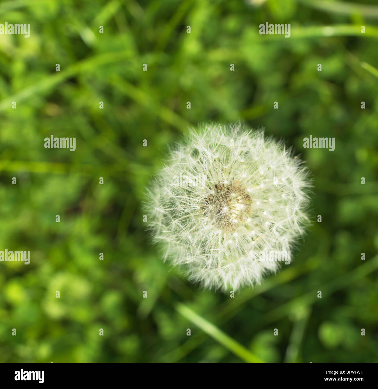 Dandelion in field, bird's eye view Stock Photo