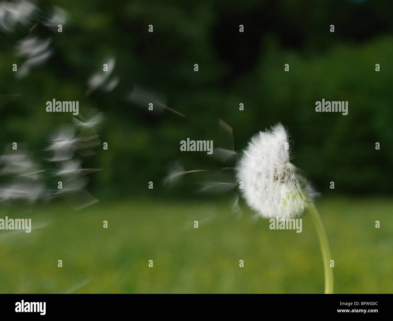Dandelion blowing in the wind hires stock photography and images Alamy