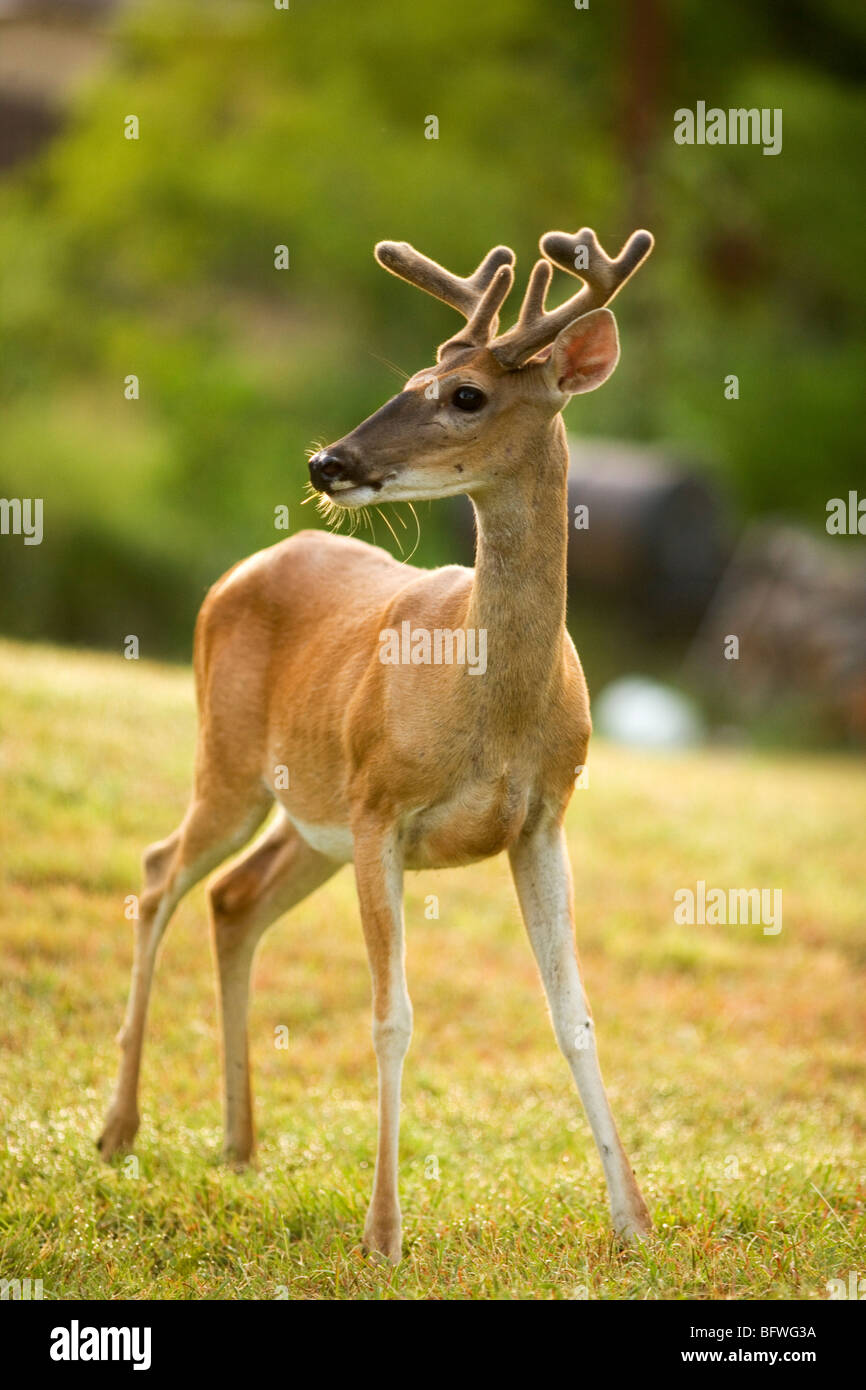 white-tail deer Stock Photo