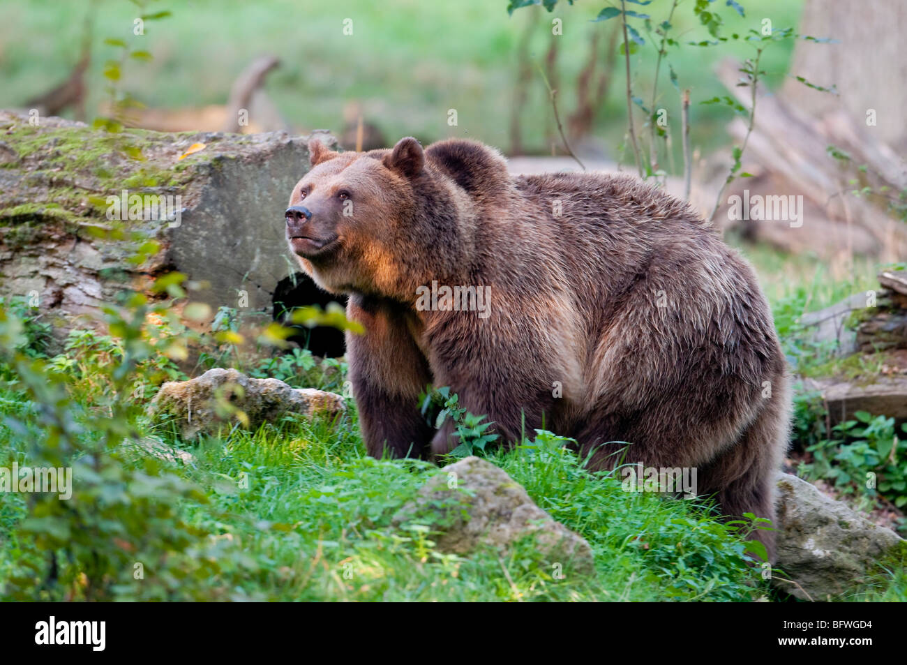Braunbär (Ursus arctos) - European Brown Bear Stock Photo - Alamy