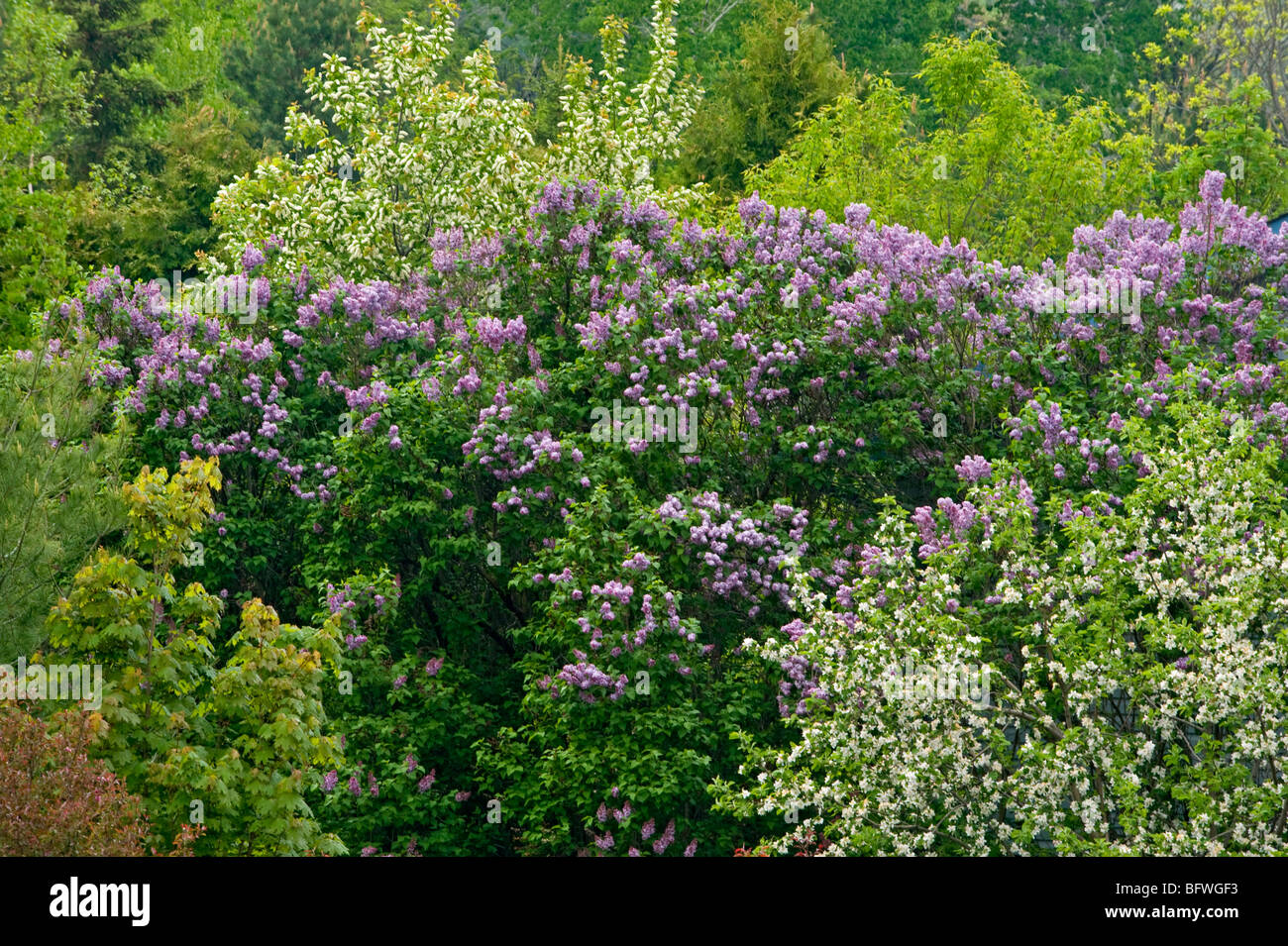 Lilac shrub in bloom, Greater Sudbury, Ontario, Canada Stock Photo Alamy
