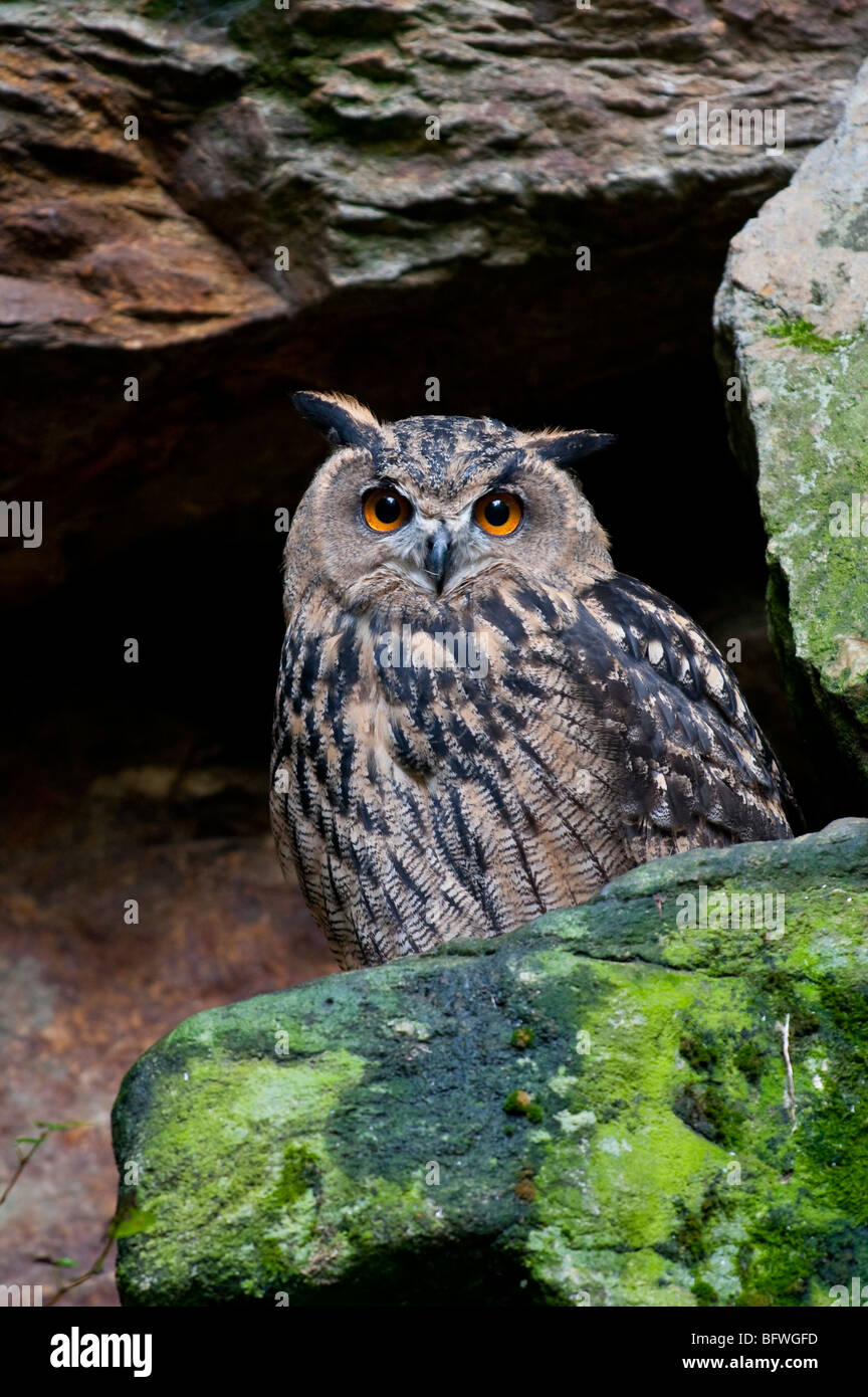 Uhu (Bubo bubo) Eagle Owl Stock Photo