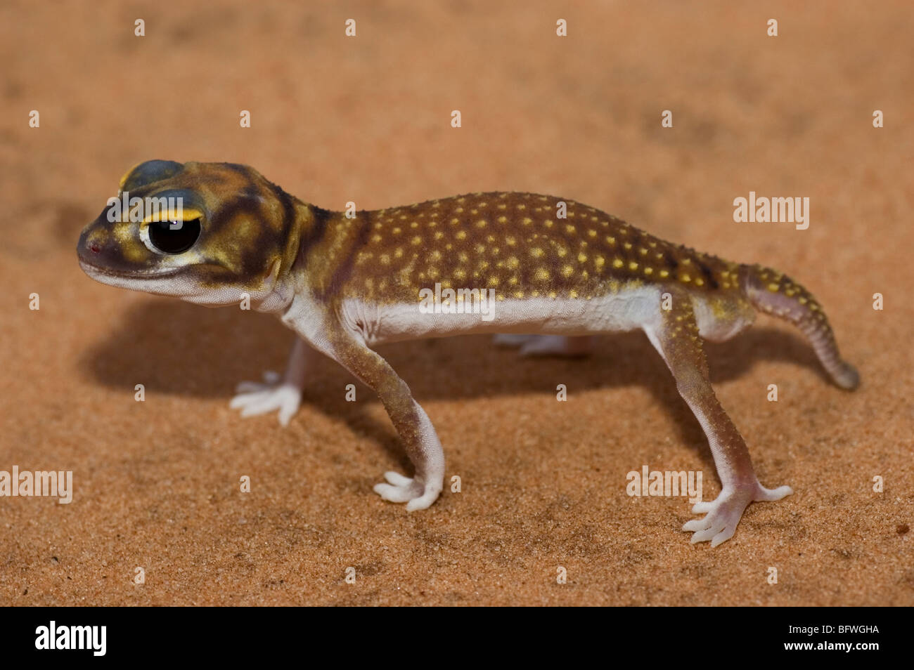 A stellate knob-tailed gecko (Nephrurus stellatus), from the Gawler Ranges, South Australia Stock Photo
