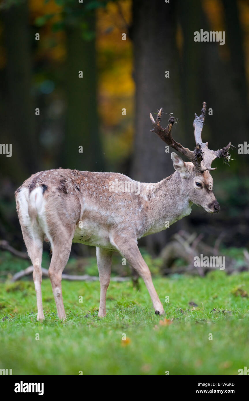 Dama Damhirsch deer fallow maennlich male männlich Stock Photo