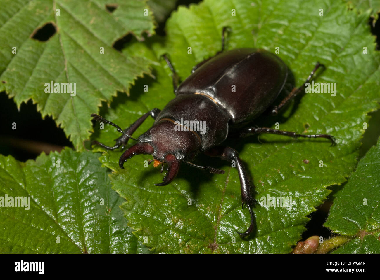 Lucanus tetraodon, Coleoptera, Lucanidae, rhino bugs, Camerata Nuova, Lazio, Italy Stock Photo