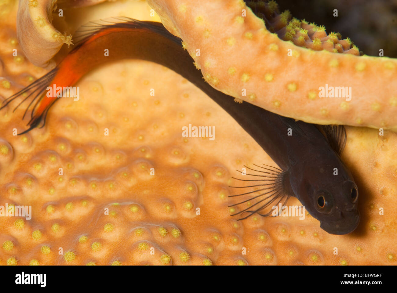 Ecsenius bicolor, bicolor blenny, Blennidae, Indo-pacific Ocean Stock Photo