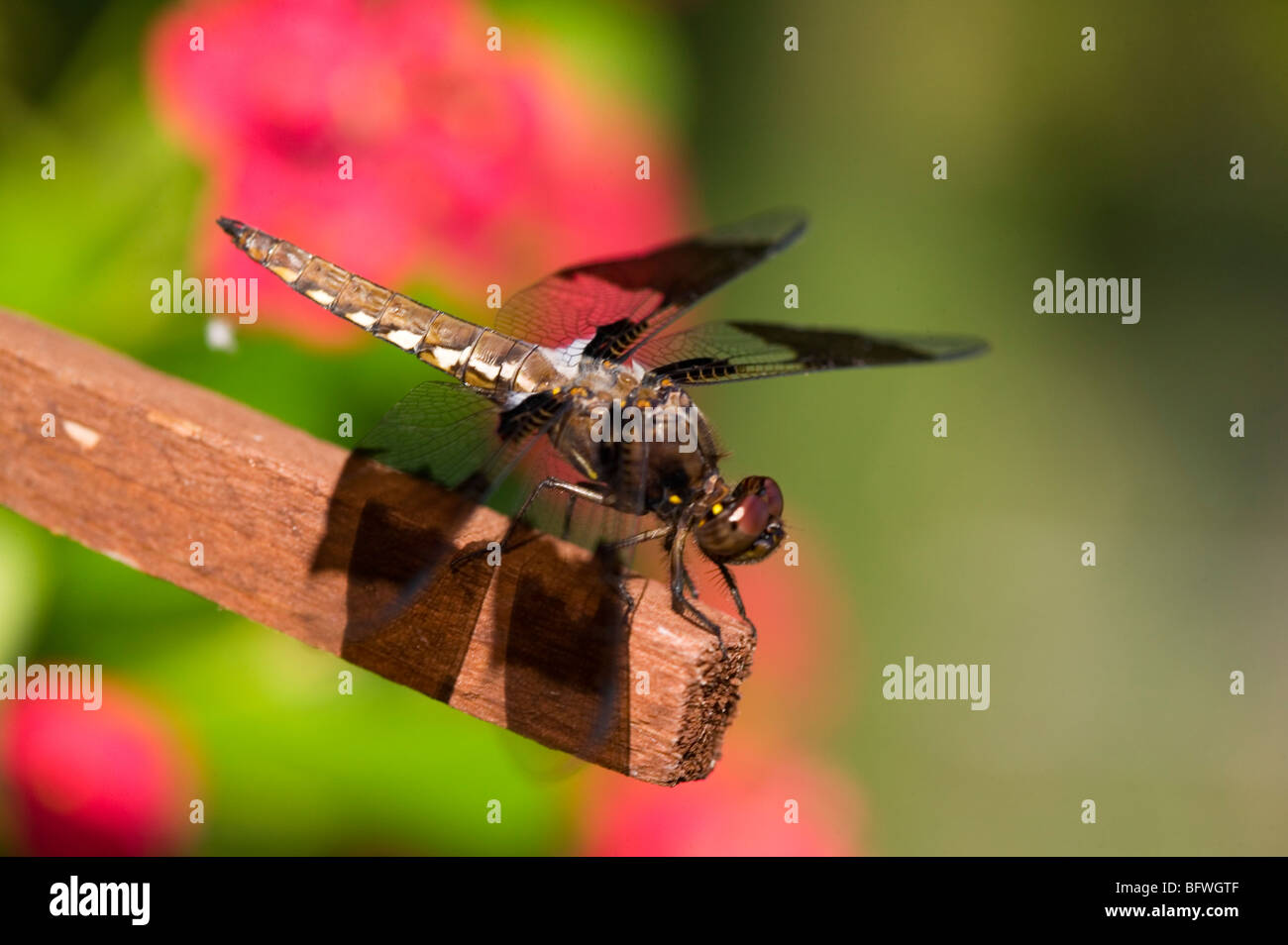 a dragonfly Stock Photo