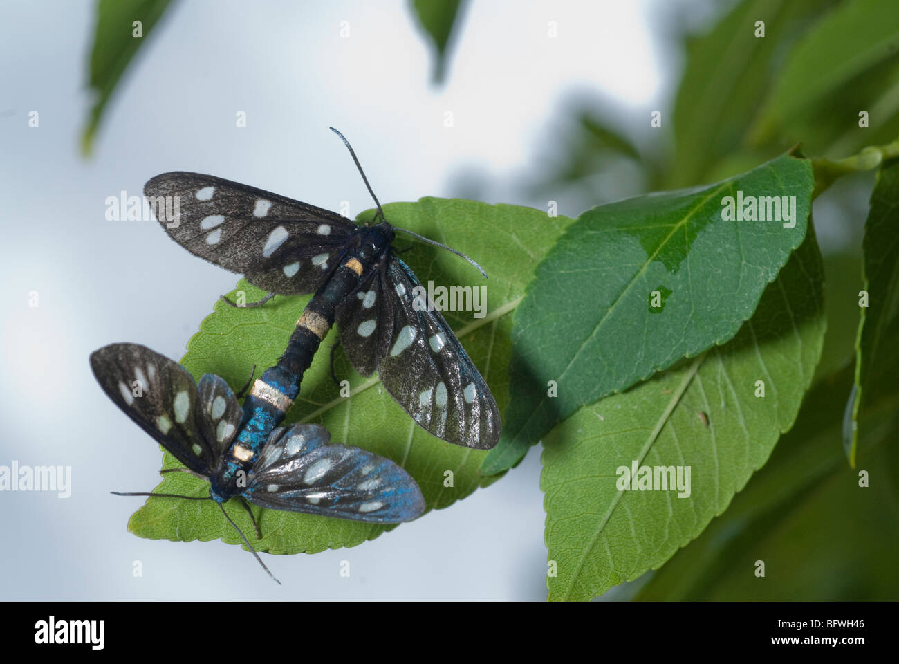 Day moth Amata Phegea, Arctiidae, Camerata Nuova, Lazio, Italy Stock Photo