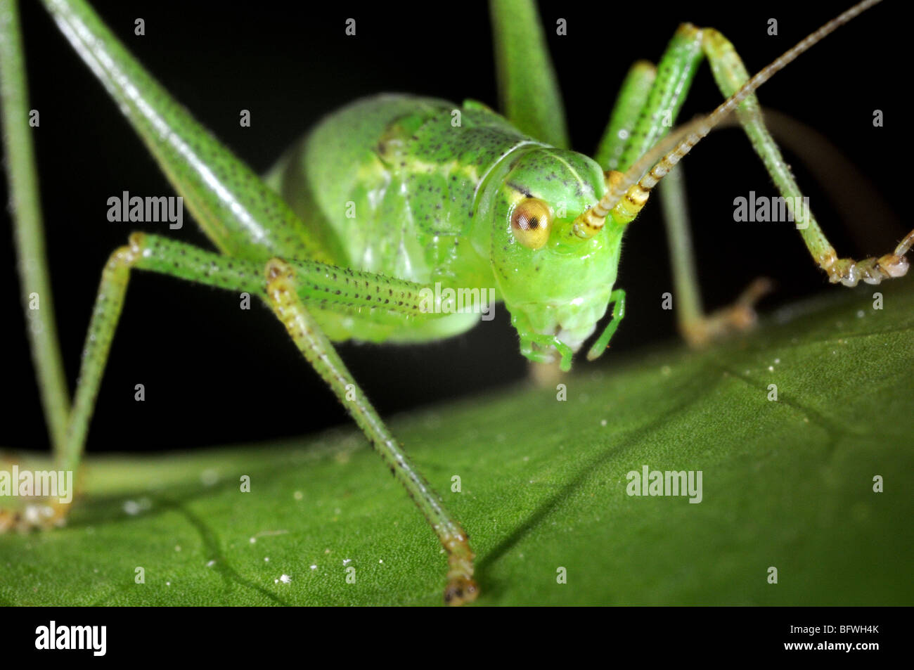 Speckled bush Cricket (Leptophyes puctatissima) on leaf Stock Photo - Alamy