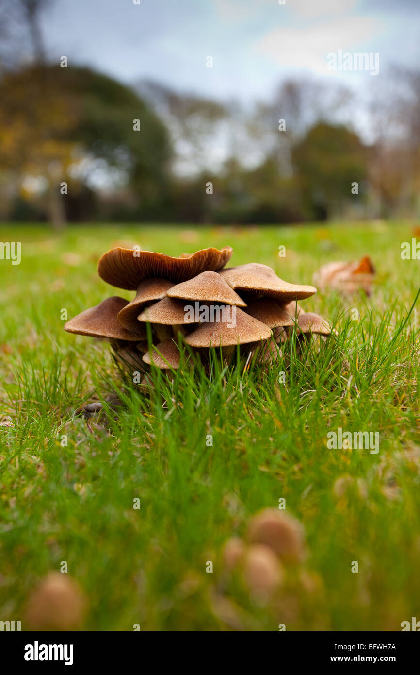 Woodland Mushrooms (Sulphur Tuft fungus) Stock Photo