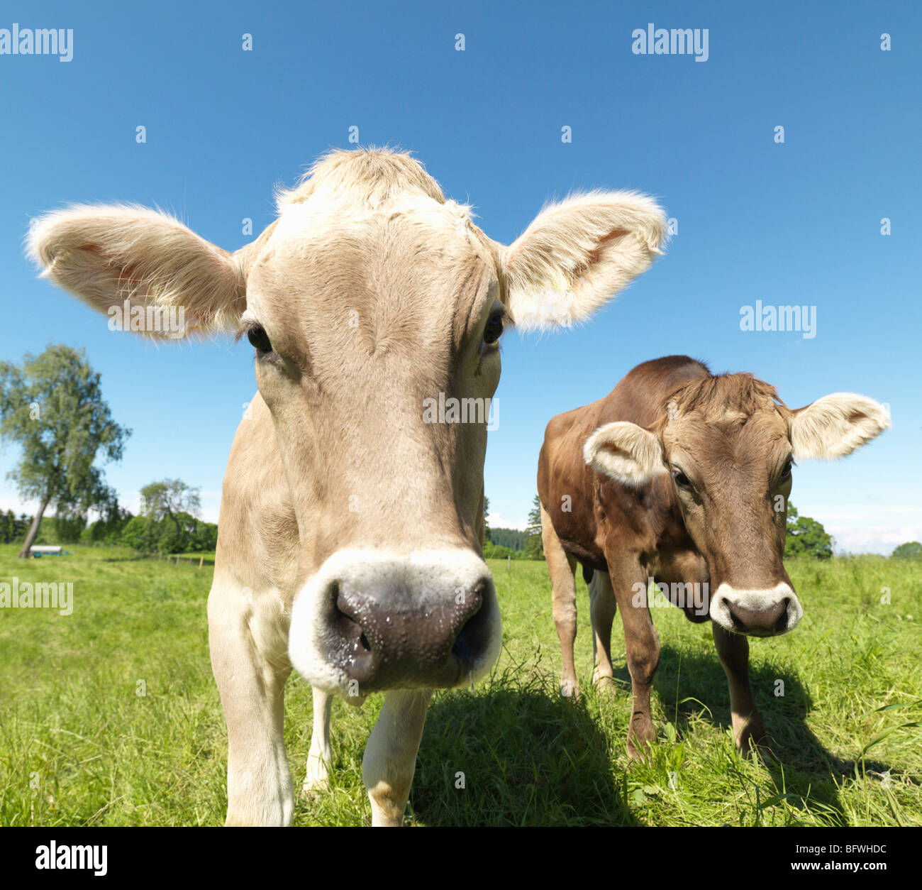Cows in field Stock Photo