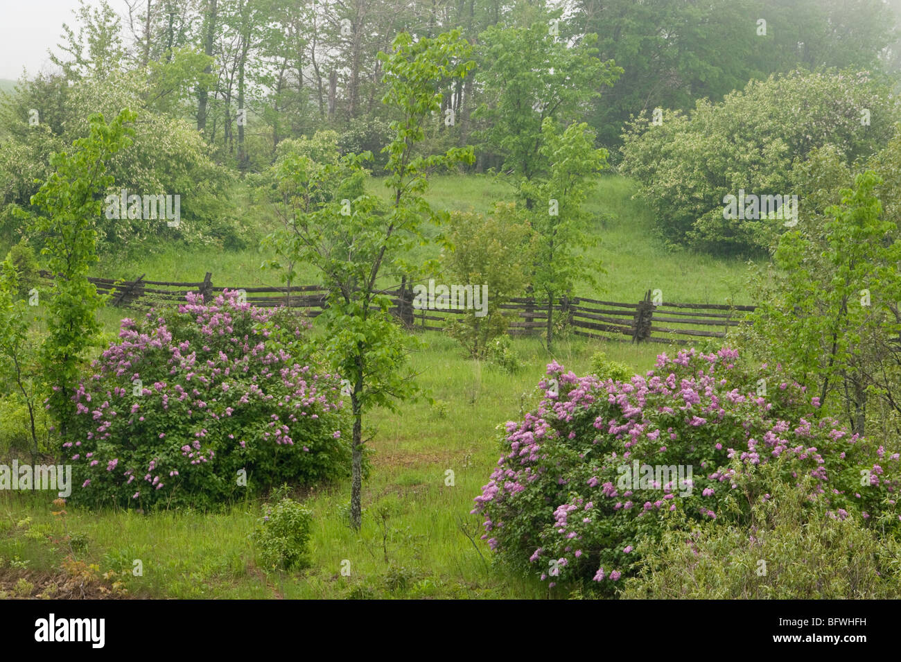Lilac shrubs in bloom, near Little Current, Manitoulin Island, Ontario, Canada Stock Photo