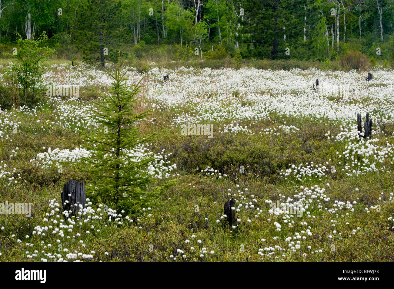 Leatherleaf bog with blooming cottongrass sedges, Greater Sudbury, Ontario, Canada Stock Photo