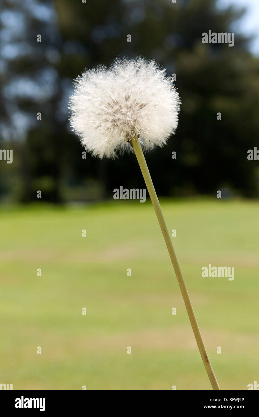 Dandelion clock Stock Photo Alamy
