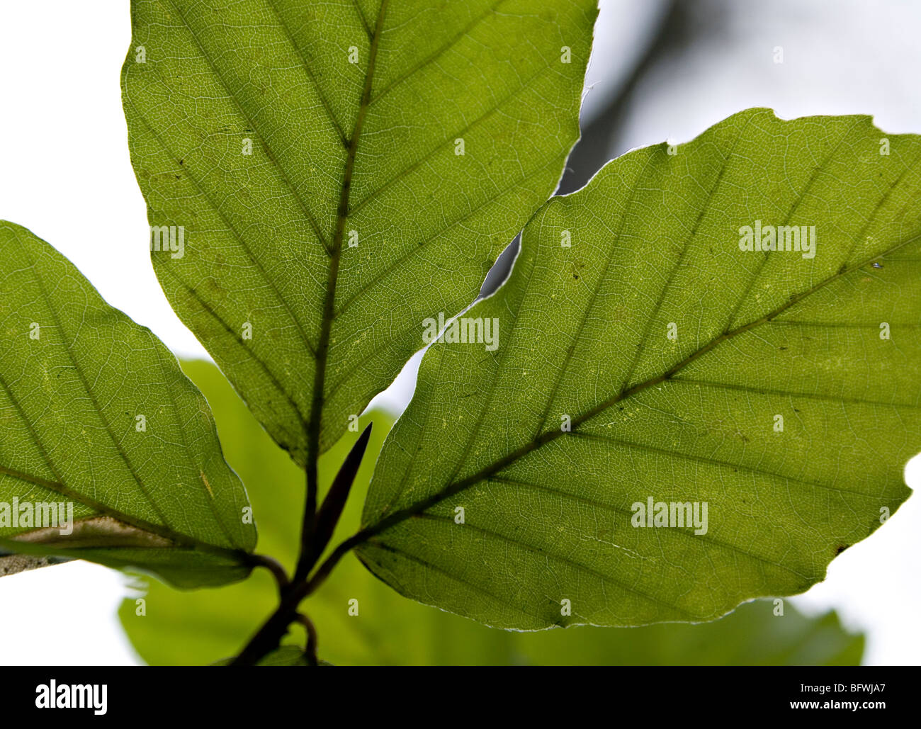 Backlit macro shot of beech leaves revealing the cell structure Stock Photo