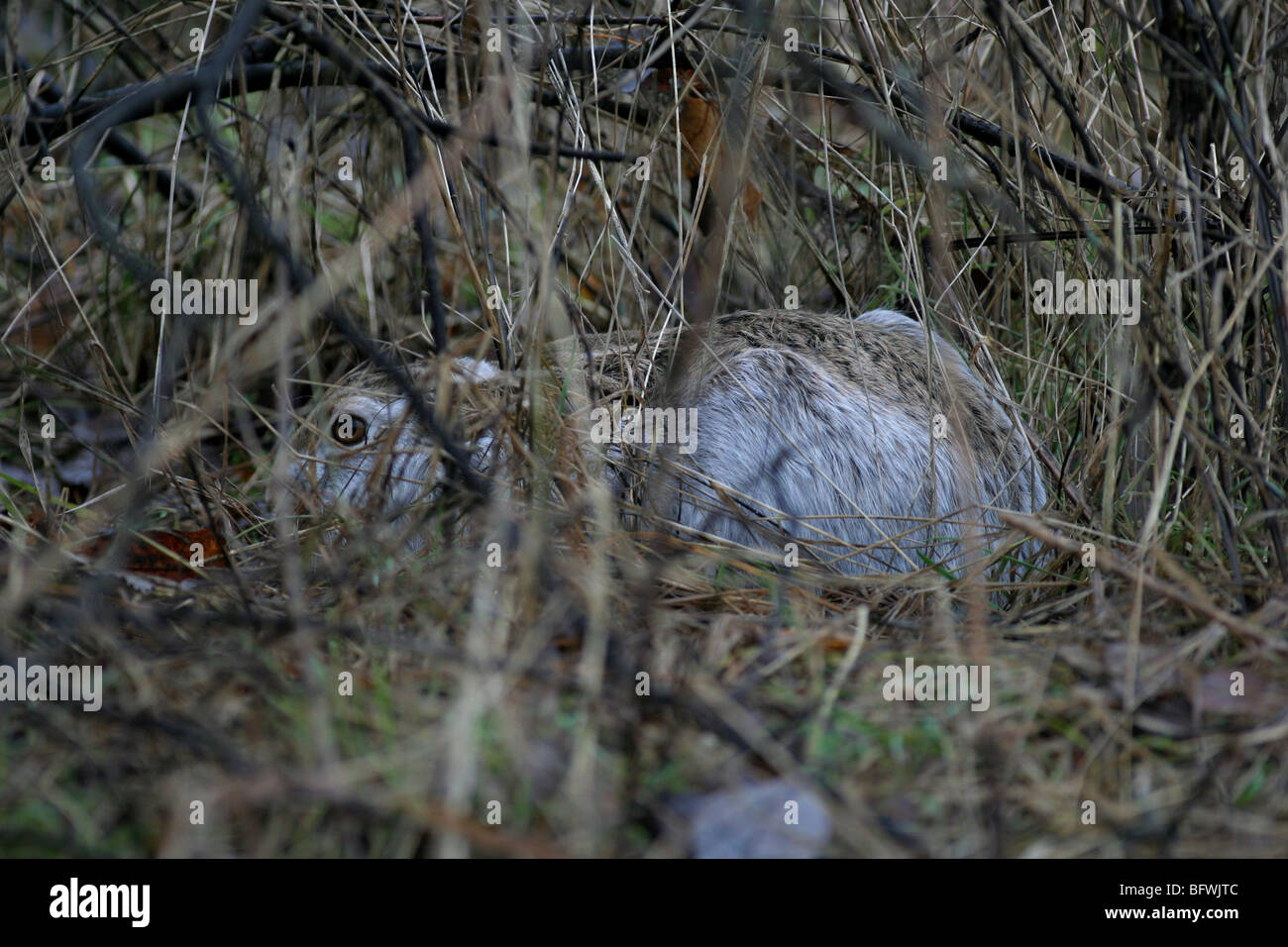 Brown Hare Hiding For Photographer Stock Photo - Alamy