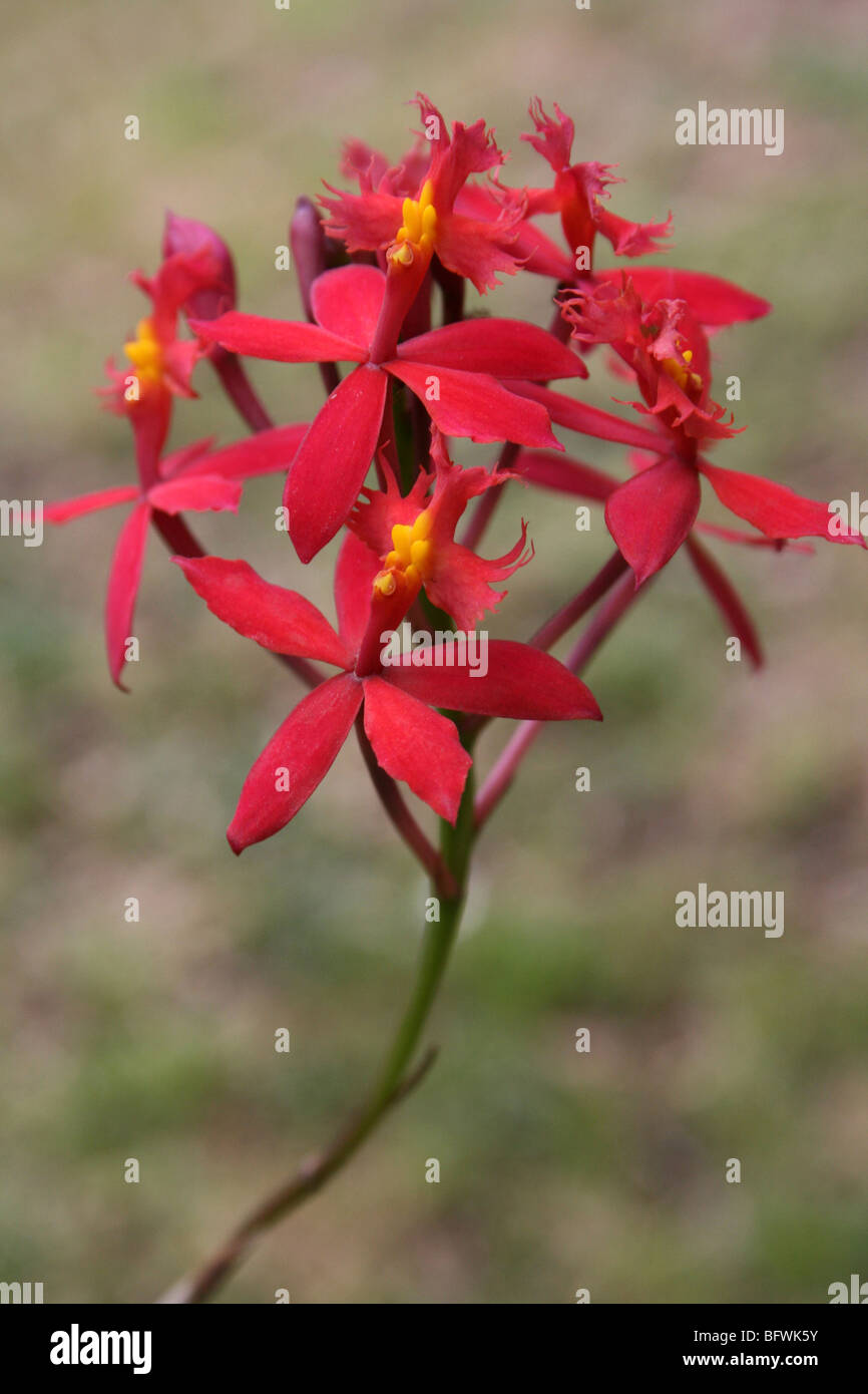 Red Coloured Epidendrum Orchid Taken In Arusha, Tanzania Stock Photo