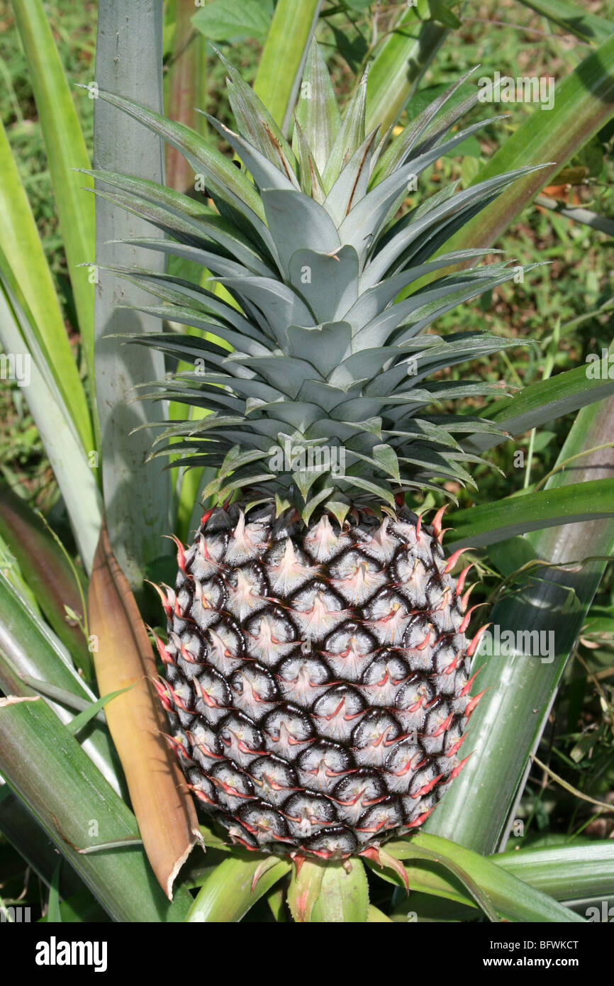 Pineapple Ananas comosus Taken At Bububu, Zanzibar Stock Photo