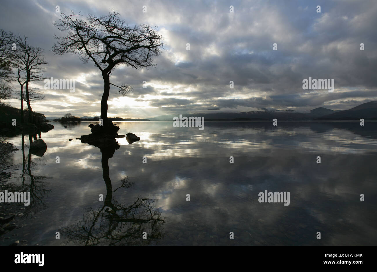 Area of Loch Lomond, Scotland. Dramatic silhouetted view of a tree in the water at Loch Lomond’s Milarrochy Bay. Stock Photo