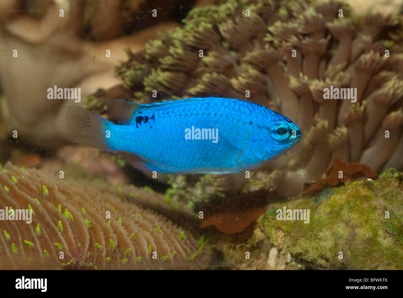 Blue Devil Damsel  Chrysiptera cyanea, Pomacentridae, Indo-pacific ocean Stock Photo