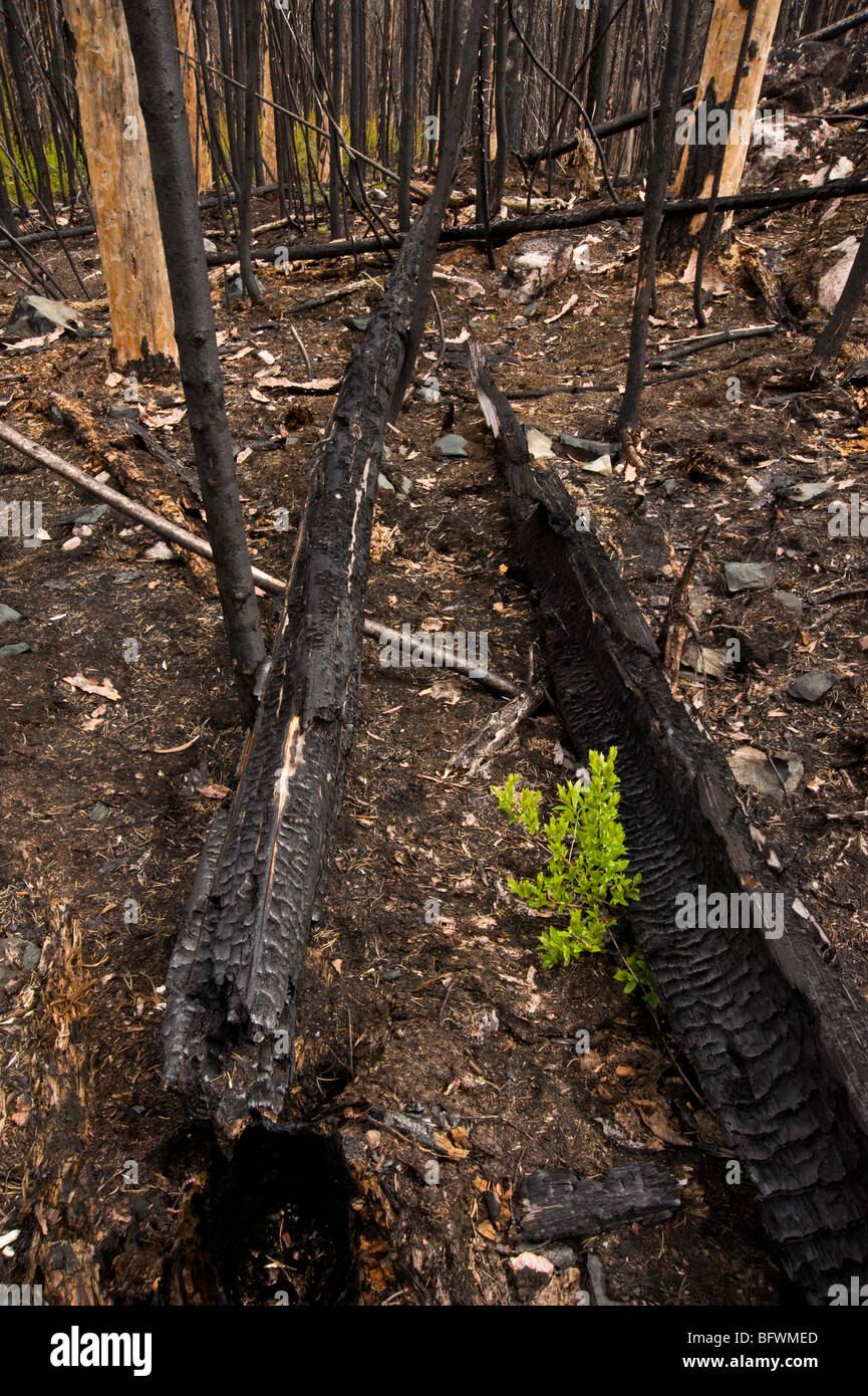 Forest fire regeneration. Shrubs and herbs growing among charred tree trunks, Greater Sudbury