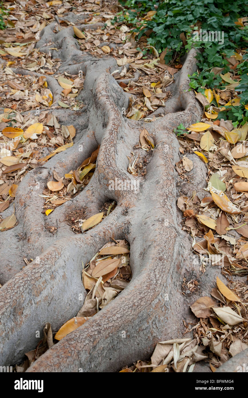4 Tree Roots Tree roots spanning out Stock Photo - Alamy