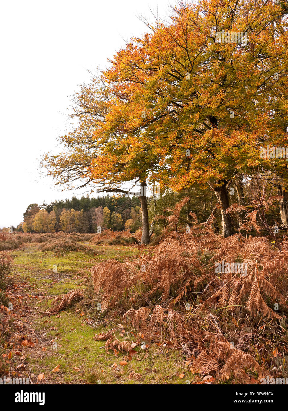 New forest autumn walk hi-res stock photography and images - Alamy