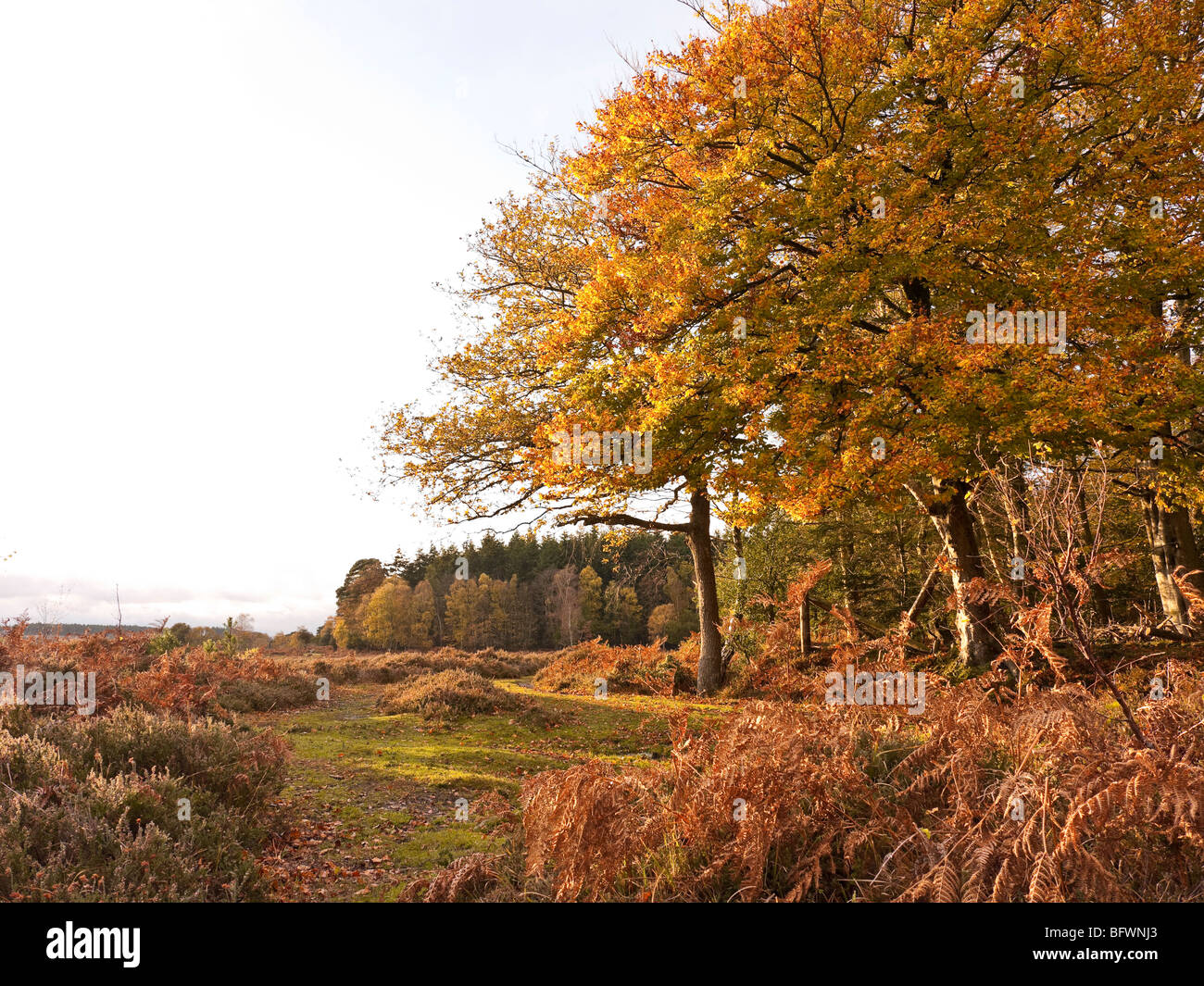 New forest autumn walk hi-res stock photography and images - Alamy