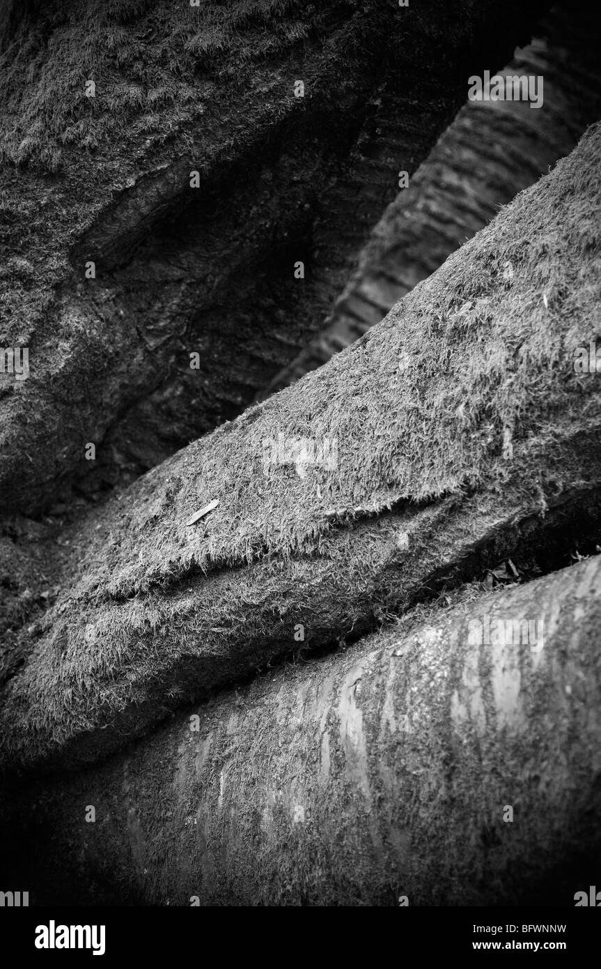 Spooky tree bark hires stock photography and images Alamy