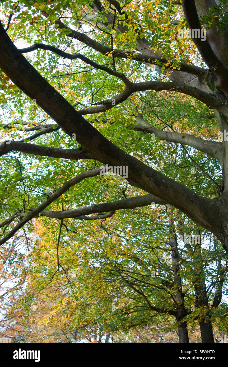 Looking up into the boughs of a tree, with leaves turning from green to