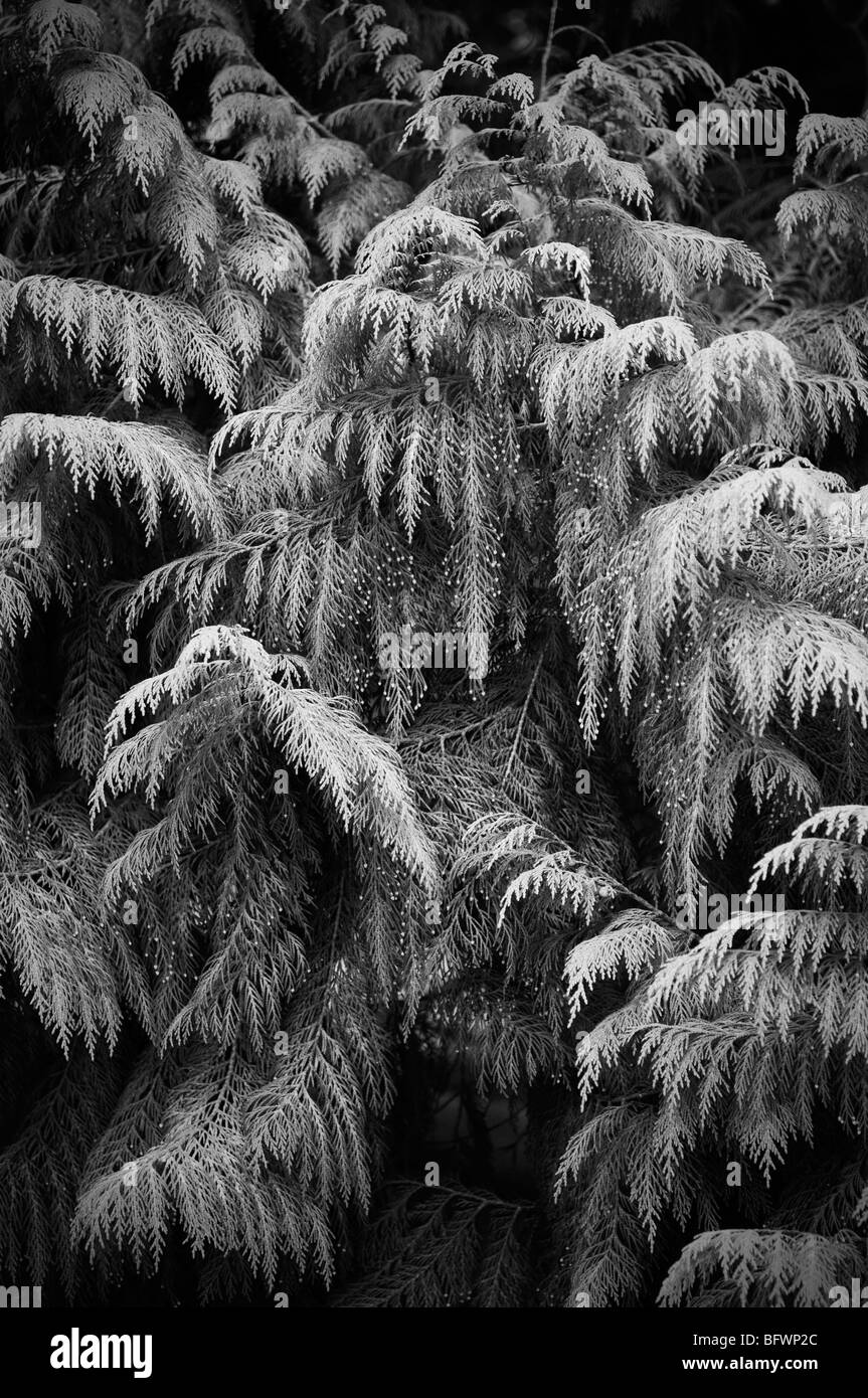 Conifer Black and White Stock Photos & Images - Alamy