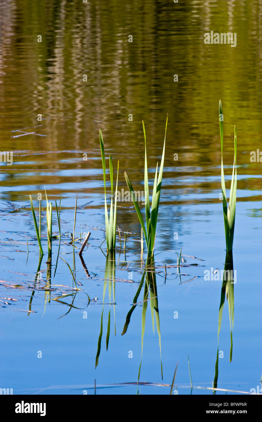 Spruce tree reflections in beaverpond water, with emerging cattails