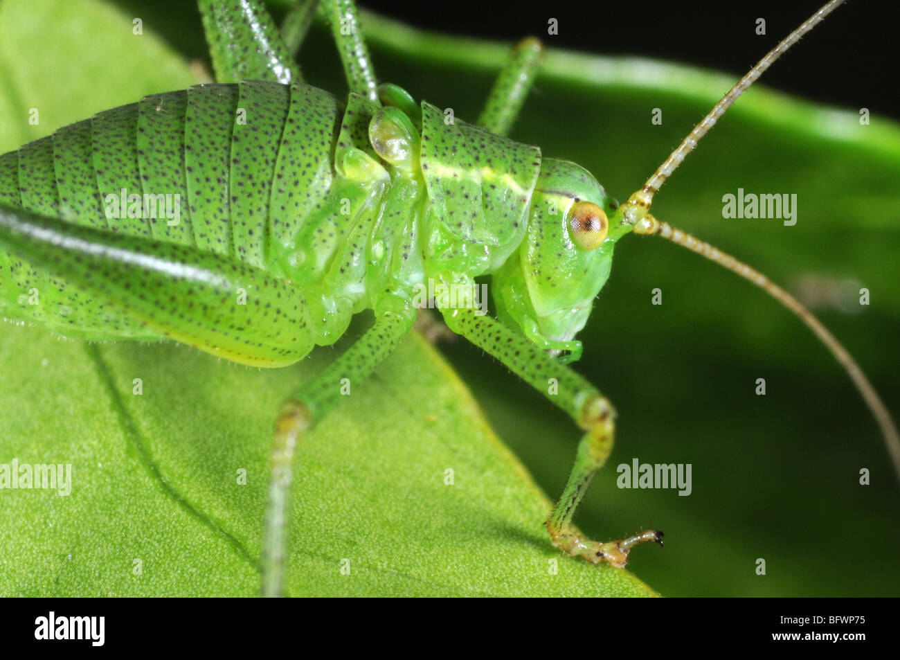 Speckled bush Cricket (Leptophyes puctatissima) on leaf Stock Photo