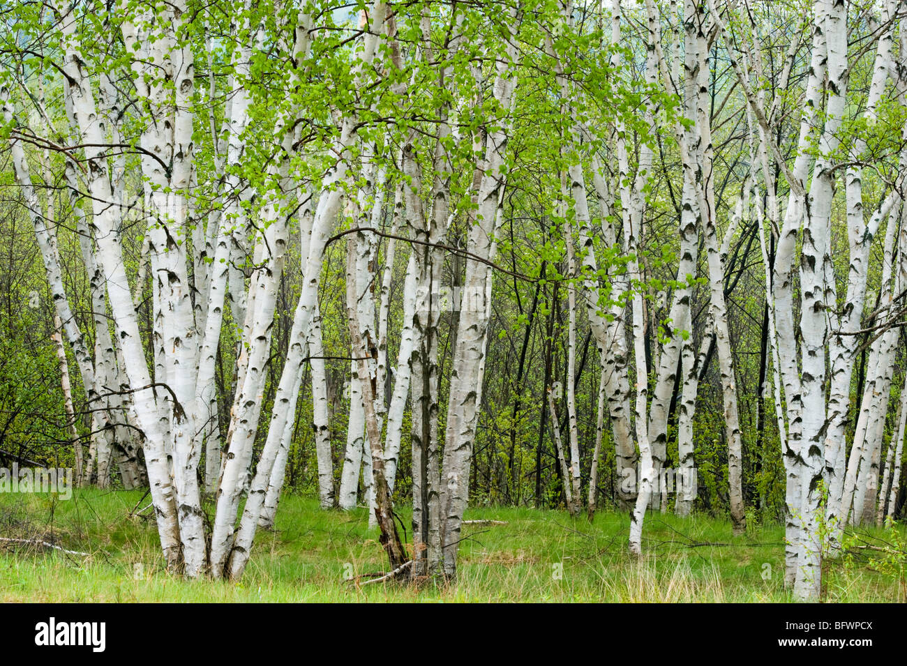 Birch trees with emerging foliage in spring, Greater Sudbury, Ontario, Canada Stock Photo