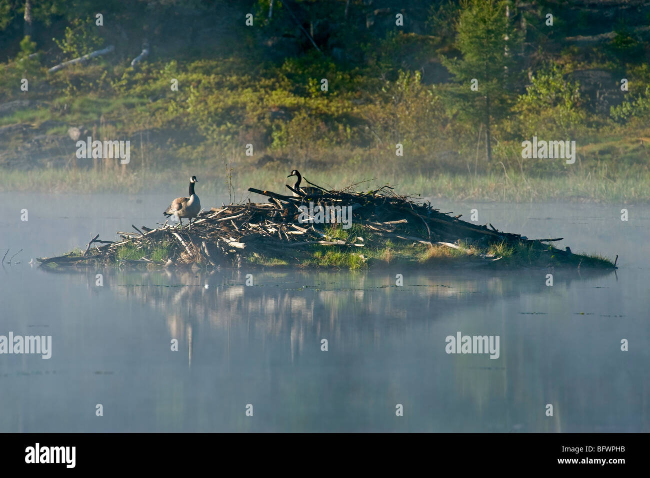 Canada geese (Branta canadensis) standing on beaver lodge), Greater Sudbury, Ontario, Canada Stock Photo