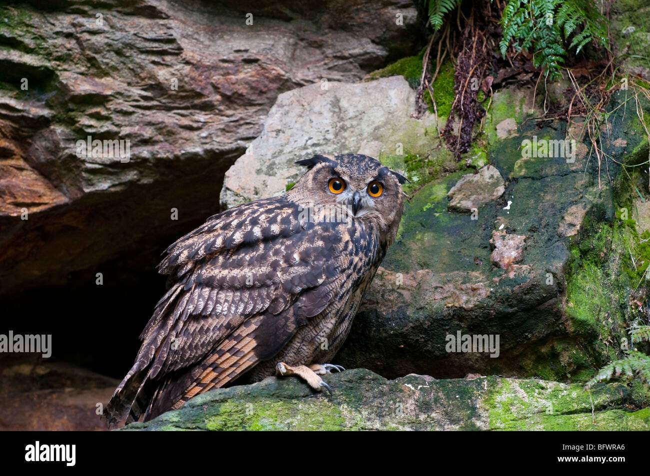 Uhu (Bubo bubo) Eagle Owl Stock Photo