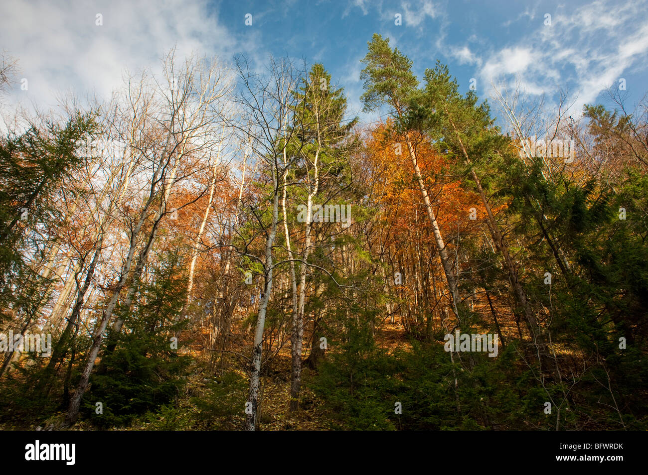 Forest in sunny autumn, blue sky with soft clouds Stock Photo - Alamy