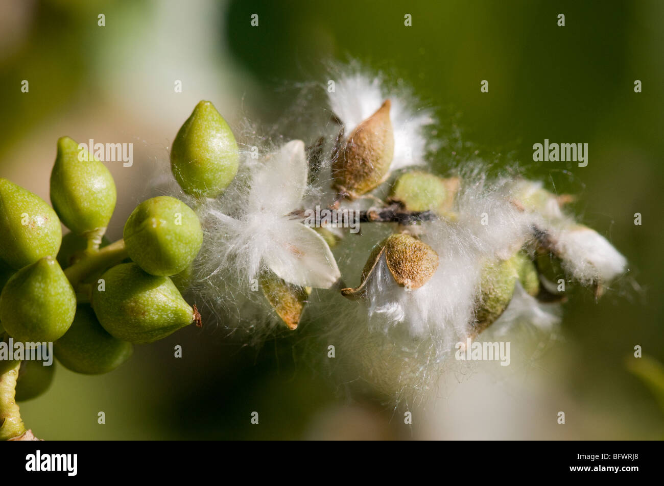 A plains cottonwood (Populus deltoides) catkin with emerging seed. Stock Photo