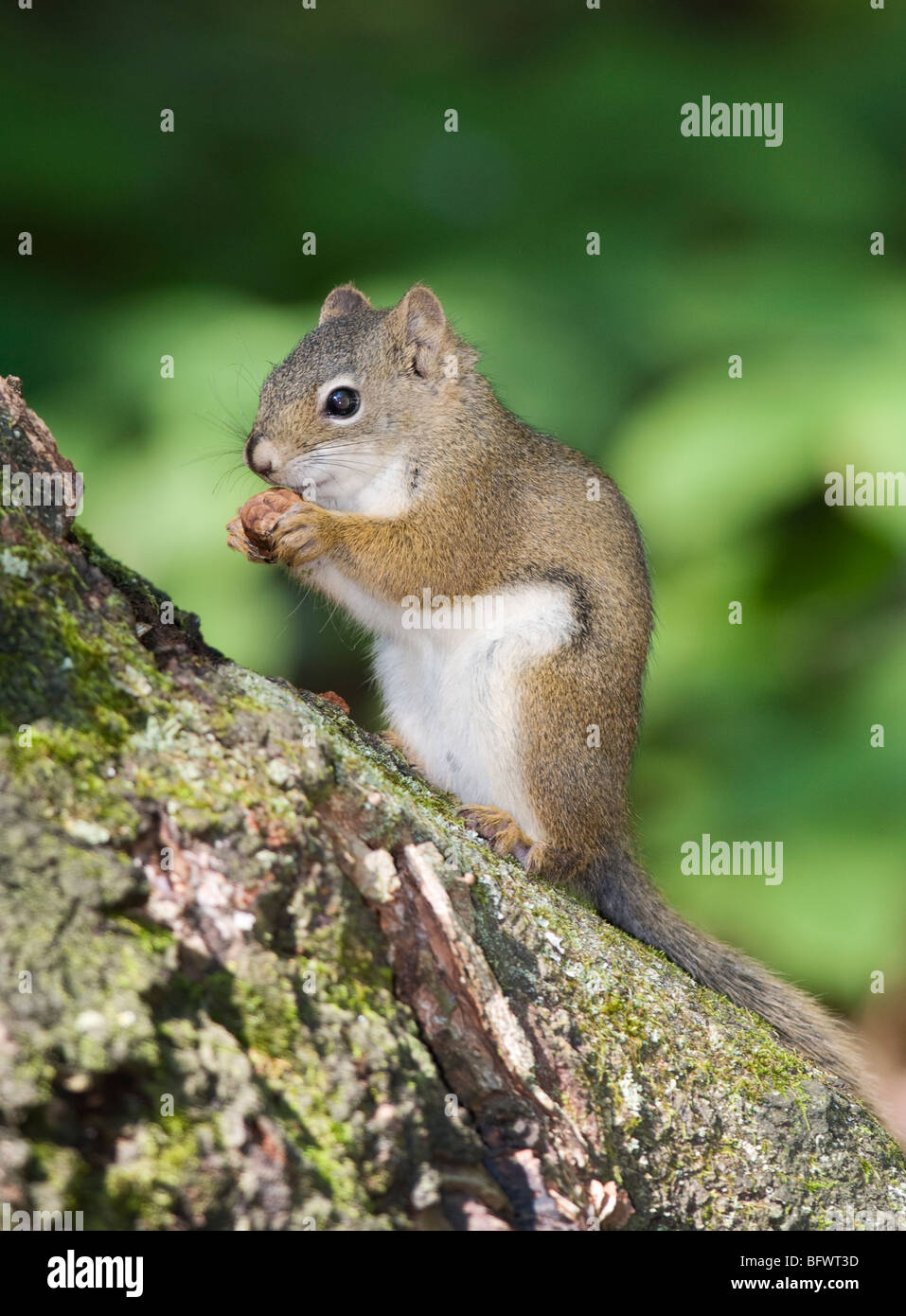 A North American red squirrel (Tamiasciurus hudsonicus) feeding on seed from a black spruce (Picea mariana) cone. Stock Photo