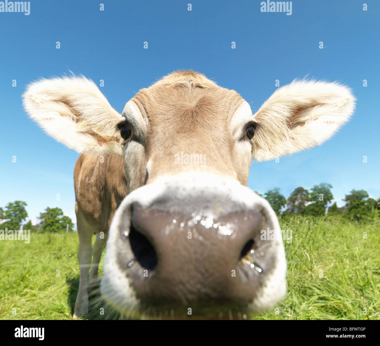 Cow in field, close-up Stock Photo