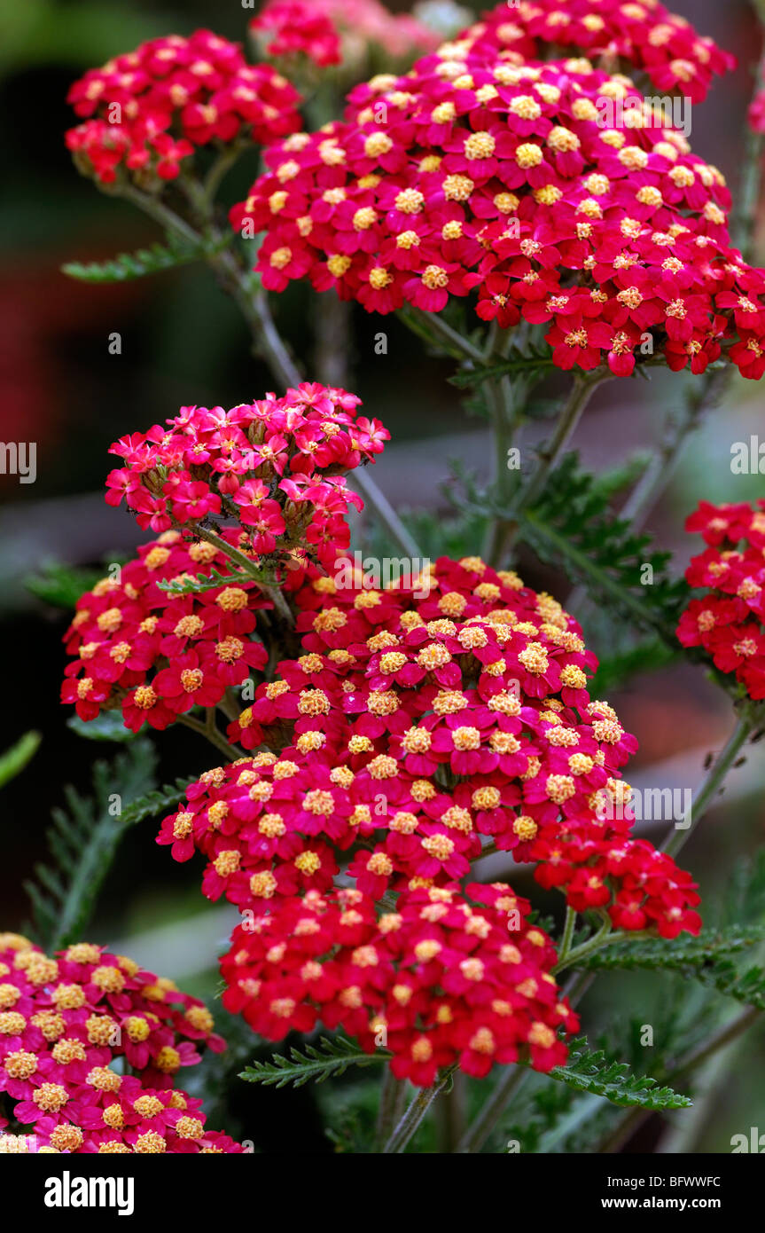 achillea millefolium paprika red yarrow flower bloom blossom herbaceous