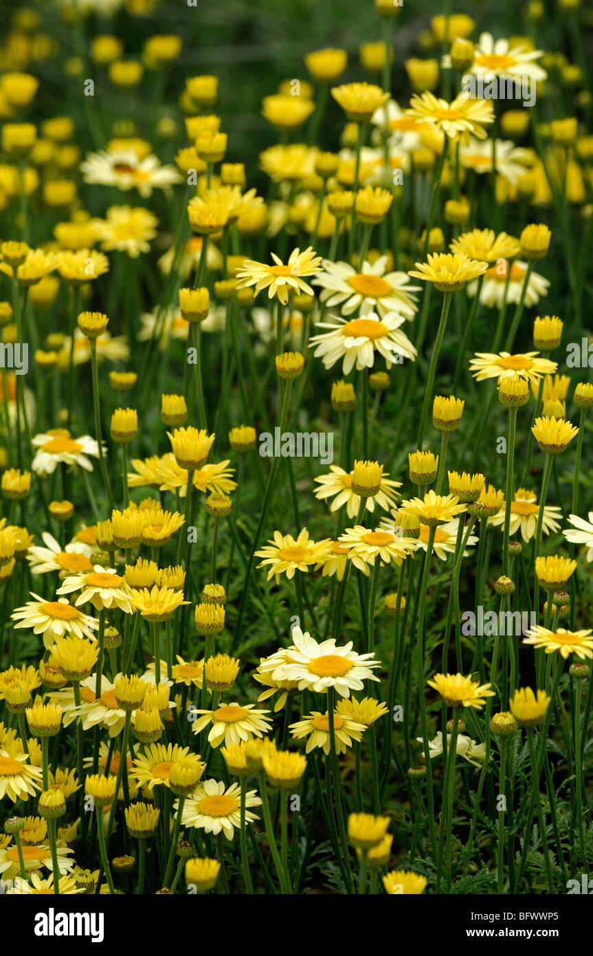 Anthemis tinctoria Mrs E C Buxton Yellow flowers of golden chamomile Closeup macro detail close up Stock Photo