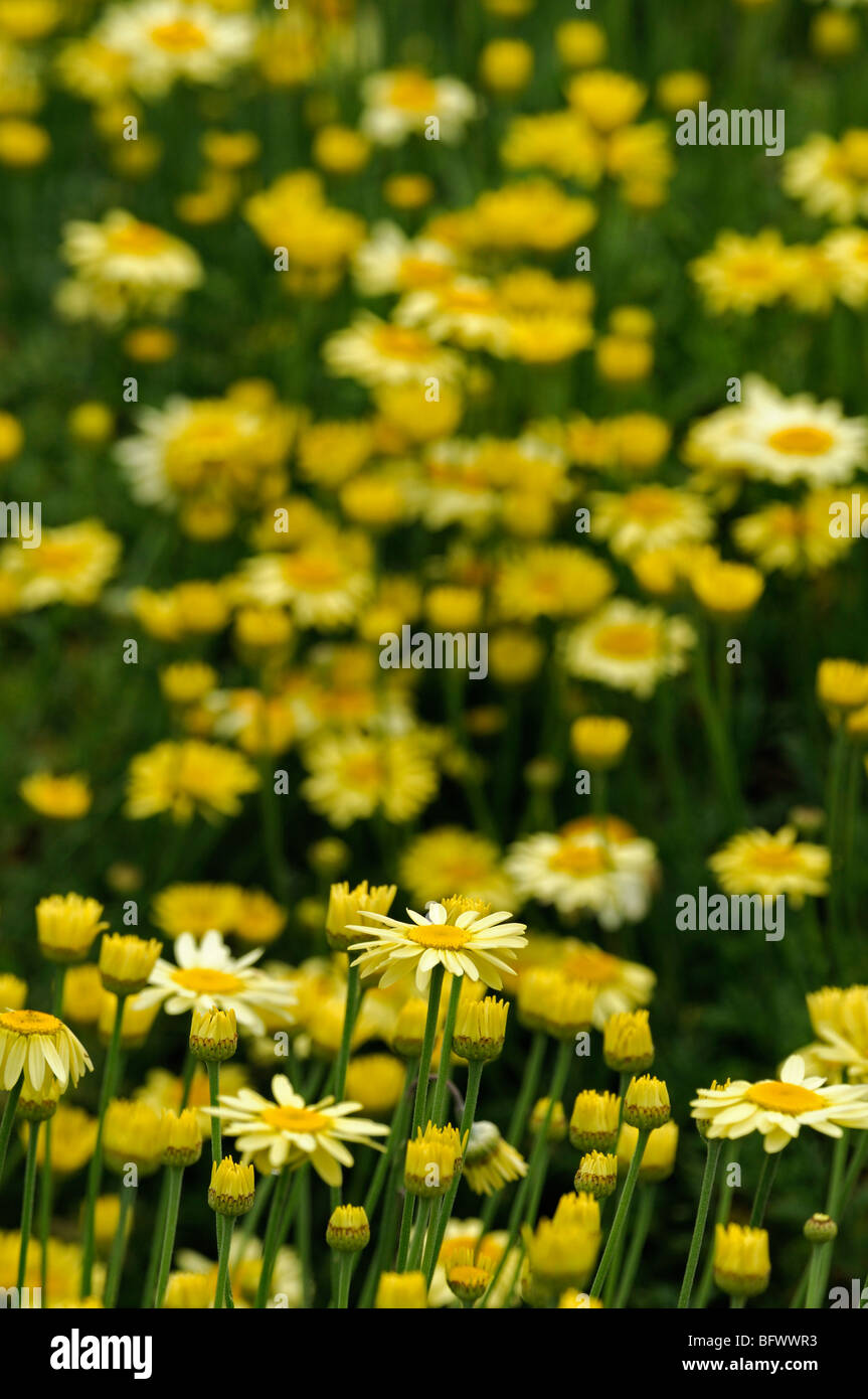 Anthemis tinctoria Mrs E C Buxton Yellow flowers of golden chamomile Closeup macro detail close up Stock Photo
